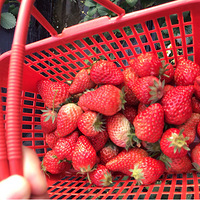 �������ƹ�������ݮ�������ٽ���