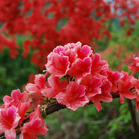 �����������Ϫ����̨ɽ��ӳɽ��