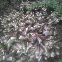 ���������ɽ