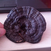 ɽ�������ʱ���ڵ��ģ��￴������֥��