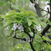 ��ȥ����÷�⣬508����ȥ���ٻ���