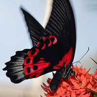 ������ת��