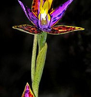 ����ת��