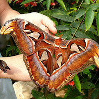 ���Ƕ꣨ת��