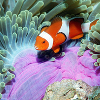 ����ݣ��������ͼ��