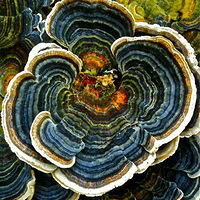 ���ࣨת��