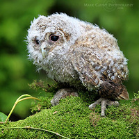 ����ż��ת��