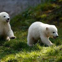 ����Ҳ����ͯ�� �ȷ��˵Ķ��ﱦ��д��