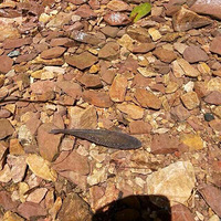 ���Ǽ����