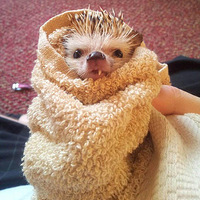 ���ȣ���������ɹ������"ȱ����"�ߺ�����(��ͼ)