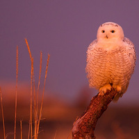 ���������� ���ʵ�Ұ��������Ӱ����