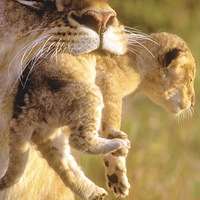 ����ת��