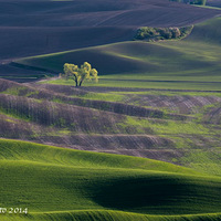 Palouse ӡ�� 2014
