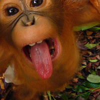 �ɰ���ת��