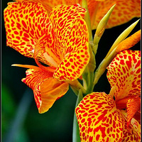 ����ת��