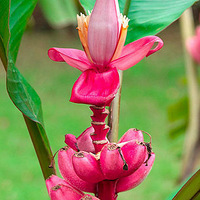 ��ѩ������ʳ�������������ˮ�����Թ�6�����ϣ�ţ��