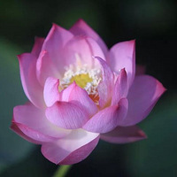 ����508ȥĥɽ�ĺɻ�