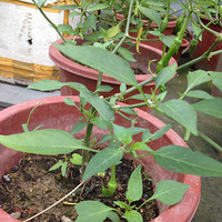 ��˾���л�԰