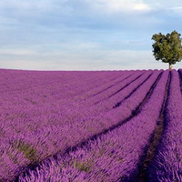 ��������������ʮ�󻨺�