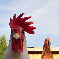 ����ת��