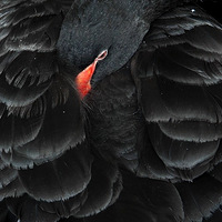 ����죨ת��