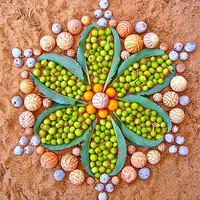 �����ˣ�Kathy Klein��ֲ������