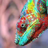 ��ɫ����ת��