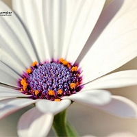 �����Ļ�