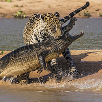 �𺳣����ޱ�������ɱ���㾪�ճ���(������ͼ)