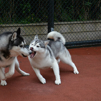 ��ʿ���С�����