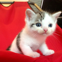 �������ᰲ����������