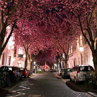 ��Ȼ�Ľ�����������ɫΪ��