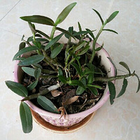 �ճ���������Ƥʯ���ĳԷ�