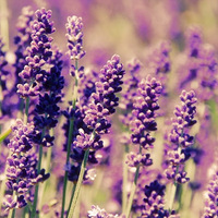 ��޹�²�ׯ԰ȥ ���黨�������