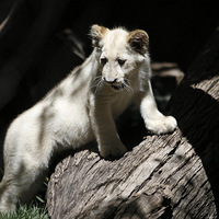 �ĳ�ӭ����ֻ������ʨ���ޣ���Ȼ��������(��ͼ)