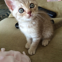 ������èС���ѱ��� ����