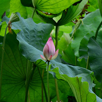 �����ɻ�