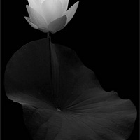 �������������ǹ�Ӱ����������ү��ͷ�µ���������