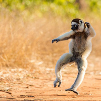 �����˹�Ӻ�����תŤ������������С�Ӽ�