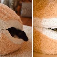 15��ר��Ϊè�����Ĵ������