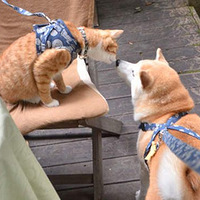 �氮�޽磬èè�͹������а���Ӱ