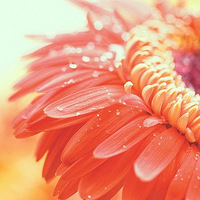 ������ԭ����������ģ��