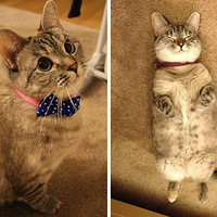 ����4��Сè�������� ����Ϊ��������