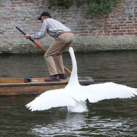 Ӣ��һ���Ƣ������ ���ưԣ�����Ϯ���ο�