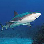 ������Ⱦ�����ص������������óԵ���