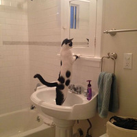 ���溦����è��