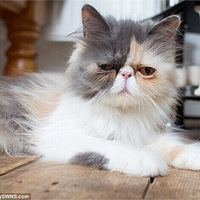 Ӣ������ˬè�������������ߺ�