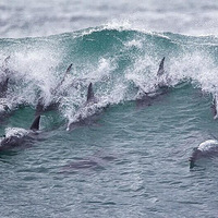 ��Ѯ�������㺱����Ⱥ���ࡰ�����㡱