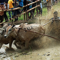 ��������������ܣ���Ұӡ�ᱼţ��1��ͬ��2ţ(��ͼ)