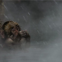 ����Ұ��������Ӱʦ��������Ʒ��ѡ